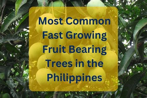 fast growing trees in the philippines